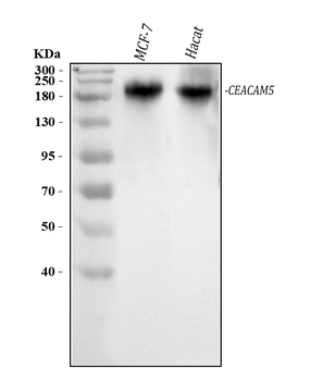 Anti-CEA/CEACAM5 Antibody