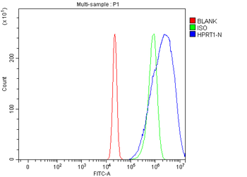 HPRT1 Antibody