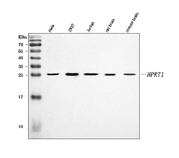 HPRT1 Antibody
