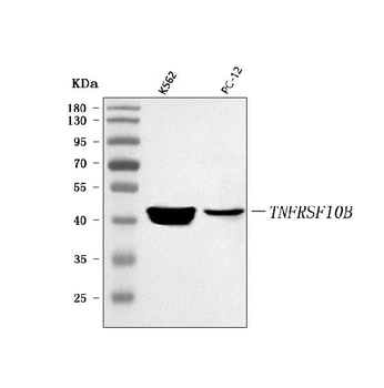 DR5/TNFRSF10B Antibody