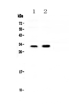 Connexin-32/GJB1 Antibody