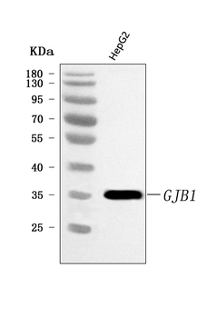 Anti-Connexin-32/GJB1 Antibody