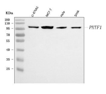 Anti-PHTF1 Antibody