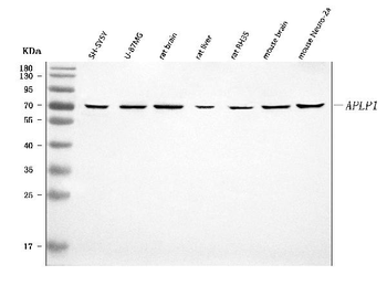 Anti-APLP1 Antibody