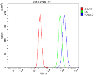 Anti-PLXDC2 Antibody