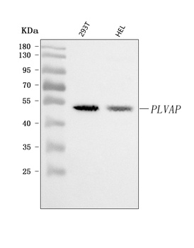 PLVAP Antibody
