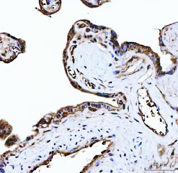 Anti-PLEKHG5 Antibody