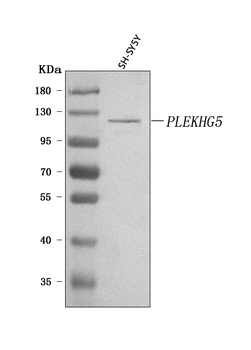 Anti-PLEKHG5 Antibody