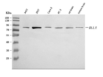 Anti-DLL4 Antibody