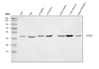 Anti-CCR4 Antibody