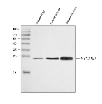ASC/TMS1/Pycard Antibody