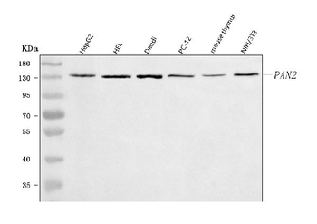Anti-PAN2 Antibody