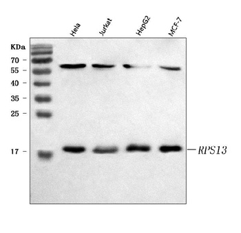 RPS13 Antibody
