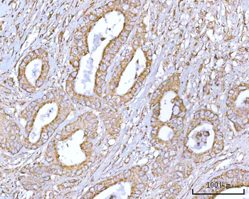 Anti-RPS13 Antibody