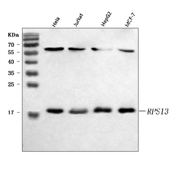 Anti-RPS13 Antibody