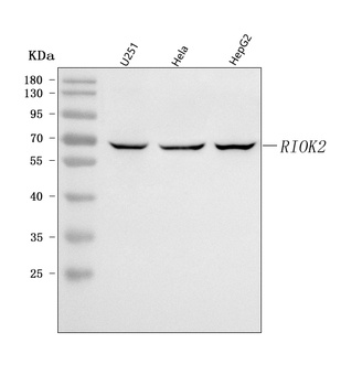 RIOK2 Antibody