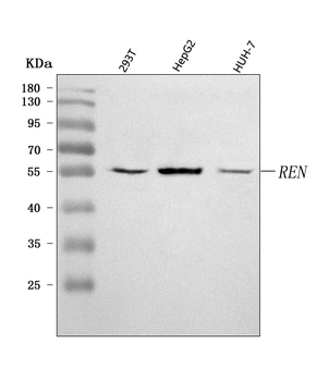 Anti-Renin/REN Antibody