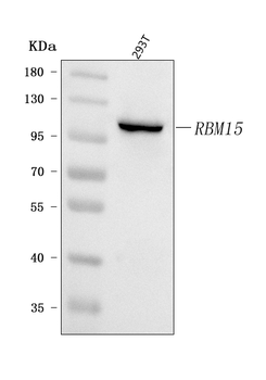 Anti-RBM15 Antibody