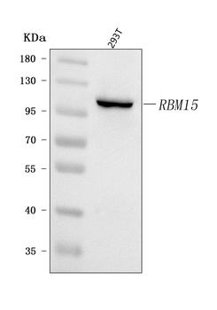 RBM15 Antibody