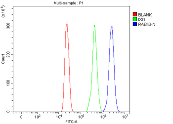 RAB43 Antibody
