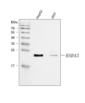 RAB43 Antibody