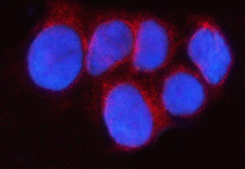 Anti-RAB43 Antibody