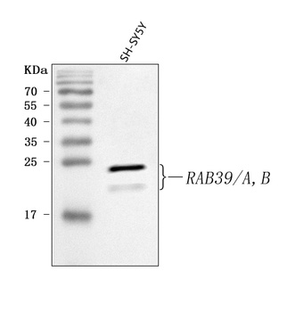 RAB39A/B Antibody