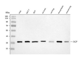 Anti-PGP Antibody