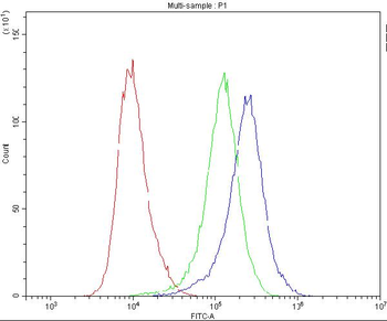 Caspase 8/CASP8 Antibody