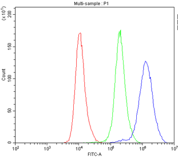 Anti-Caspase 8/CASP8 Antibody