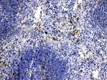 Anti-Caspase 8/CASP8 Antibody