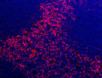 Anti-F4/80/Adgre1 Antibody