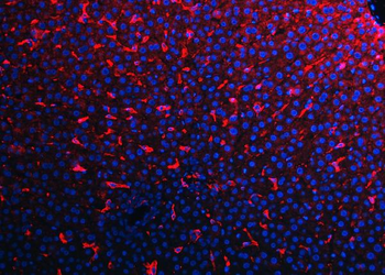 Anti-F4/80/Adgre1 Antibody