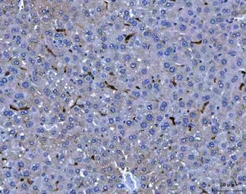 Anti-F4/80/Adgre1 Antibody