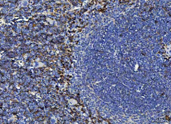 Anti-F4/80/Adgre1 Antibody
