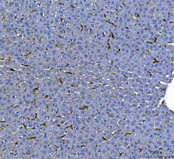 Anti-F4/80/Adgre1 Antibody