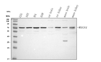 Anti-MIGA1 Antibody