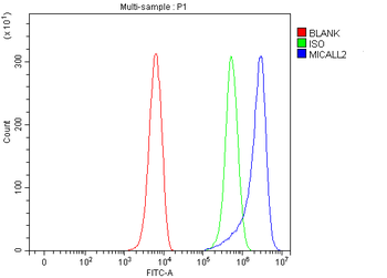 MICALL2 Antibody