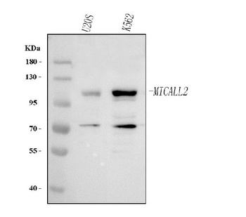 Anti-MICALL2 Antibody