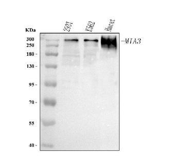 Anti-MIA3 Antibody