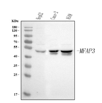 Anti-MFAP3 Antibody