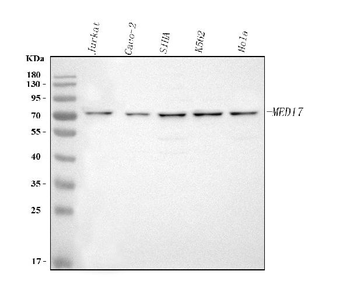 Anti-MED17 Antibody