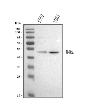 Anti-MAEL Antibody