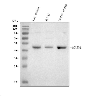Anti-MAEA Antibody