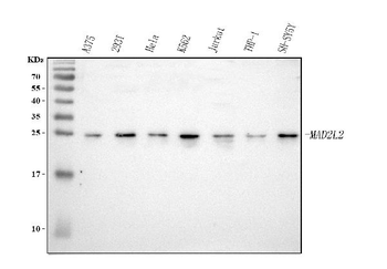 Anti-MAD2L2 Antibody