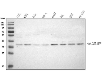 Anti-MAD2L1BP Antibody