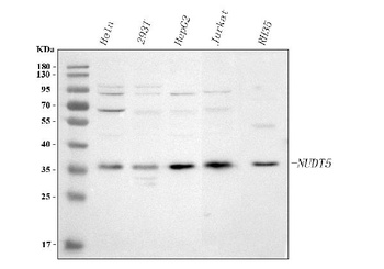Anti-NUDT5 Antibody