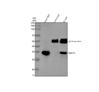 Anti-NUDT5 Antibody