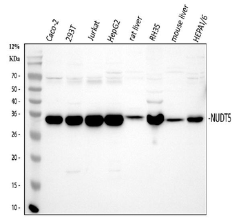 Anti-NUDT5 Antibody