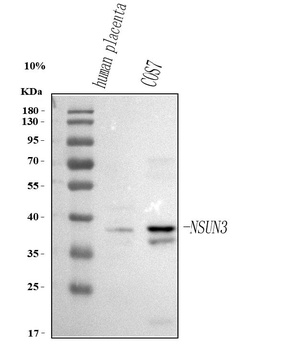 Anti-NSUN3 Antibody